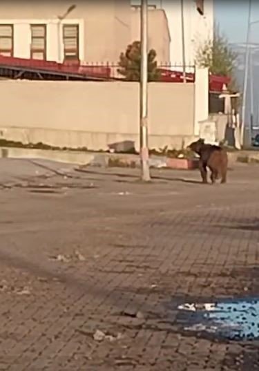 Ardahan'da mahalleye inen bozayı çöpte yiyecek aradı