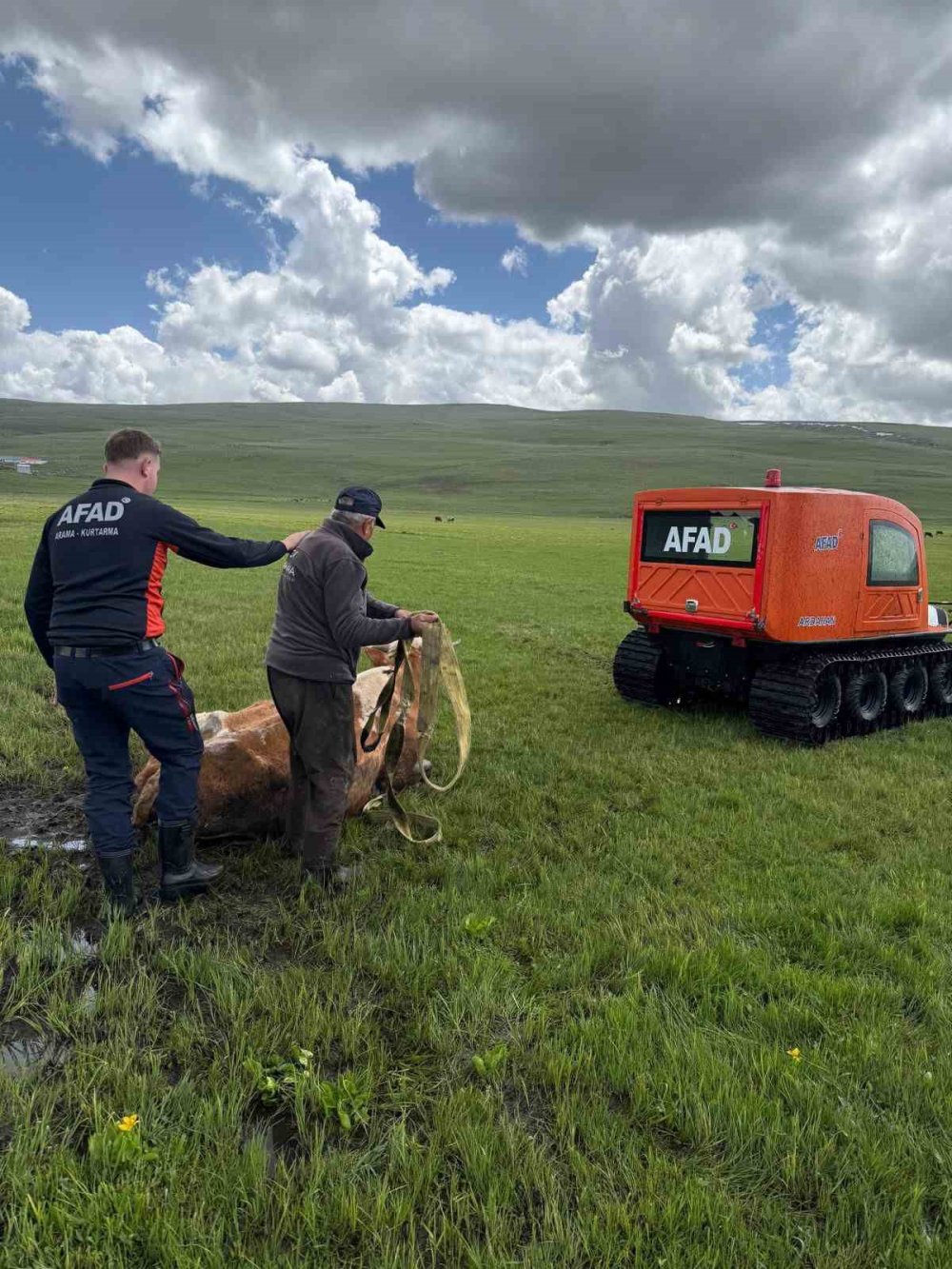 Bataklığa saplanan inek böyle kurtarıldı