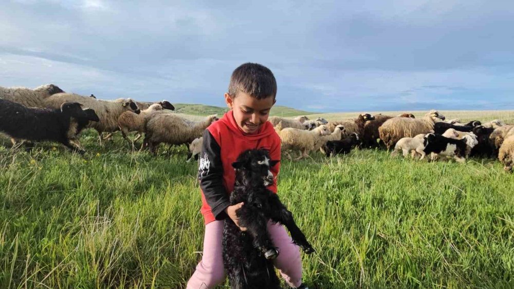 Yayla zamanı: Besiciler 7 aylık göçe başladı