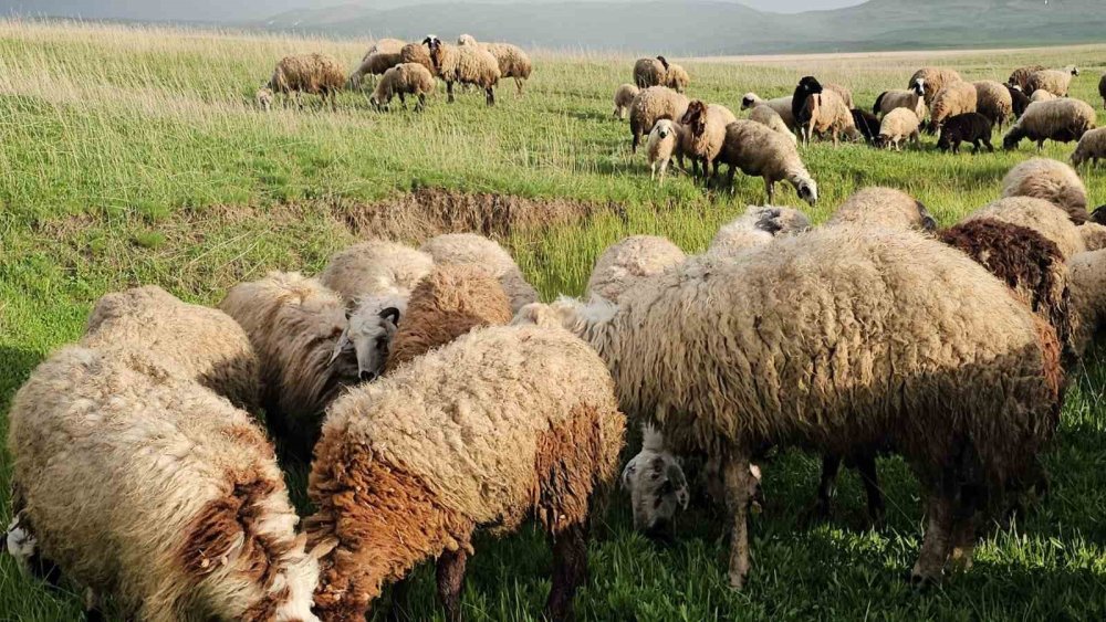 Yayla zamanı: Besiciler 7 aylık göçe başladı