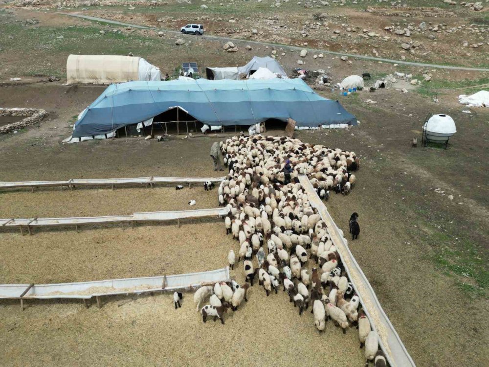 Sarp dağlarda 30 günlük yürüyüş: Rozerin’in hayali okul sırası görmek