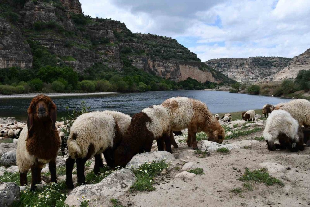 Sarp dağlarda 30 günlük yürüyüş: Rozerin’in hayali okul sırası görmek