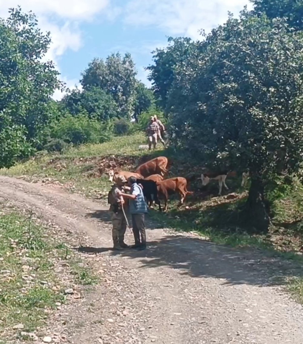 Sason'da kayıp 15 büyükbaş hayvan, jandarma tarafından bulundu