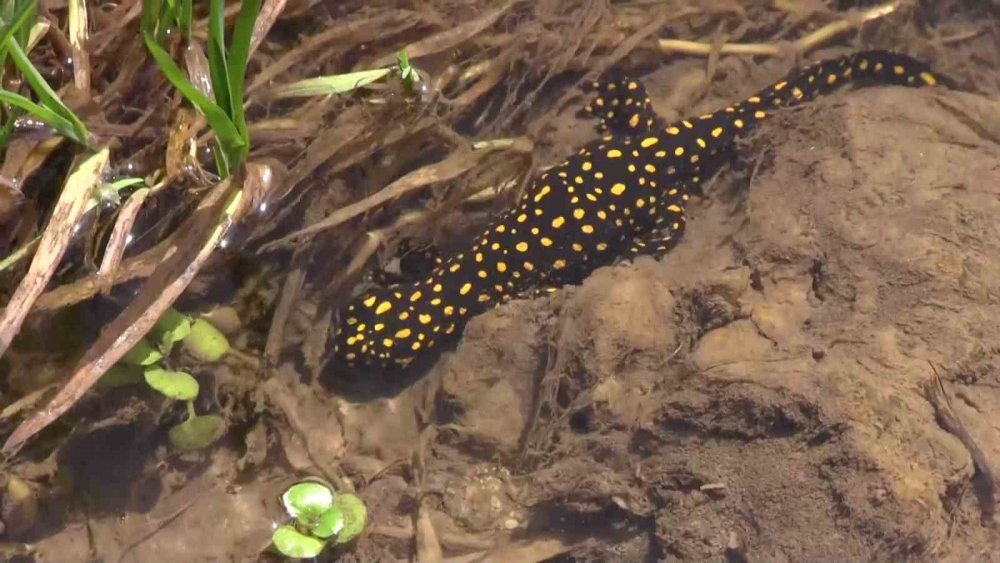 Şirvan'da nesli tükenme tehlikesi altında olan benekli semender görüntülendi