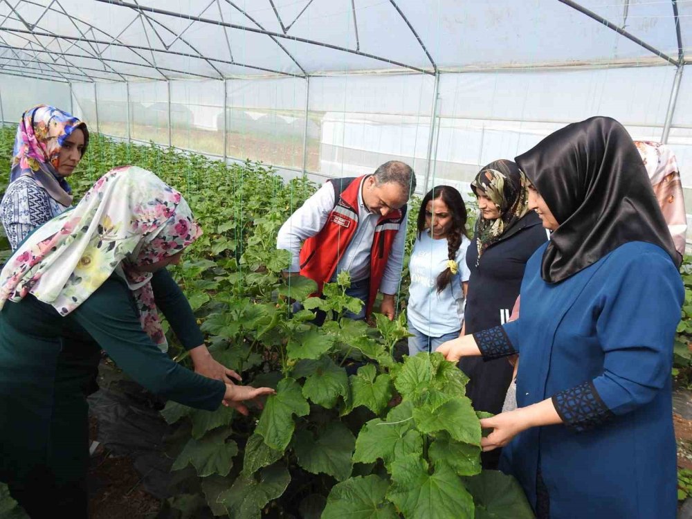 Yavuzeli'nde seracı kadınlar günlük 500 kilo ürün alıyor