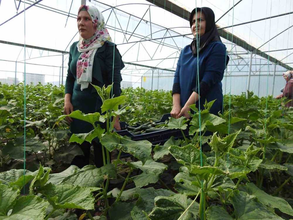 Yavuzeli'nde seracı kadınlar günlük 500 kilo ürün alıyor