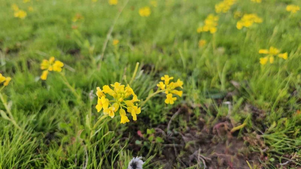 Adilcevaz'ın saklı güzellikleri: Cil Gölü ve Sütey Yaylası