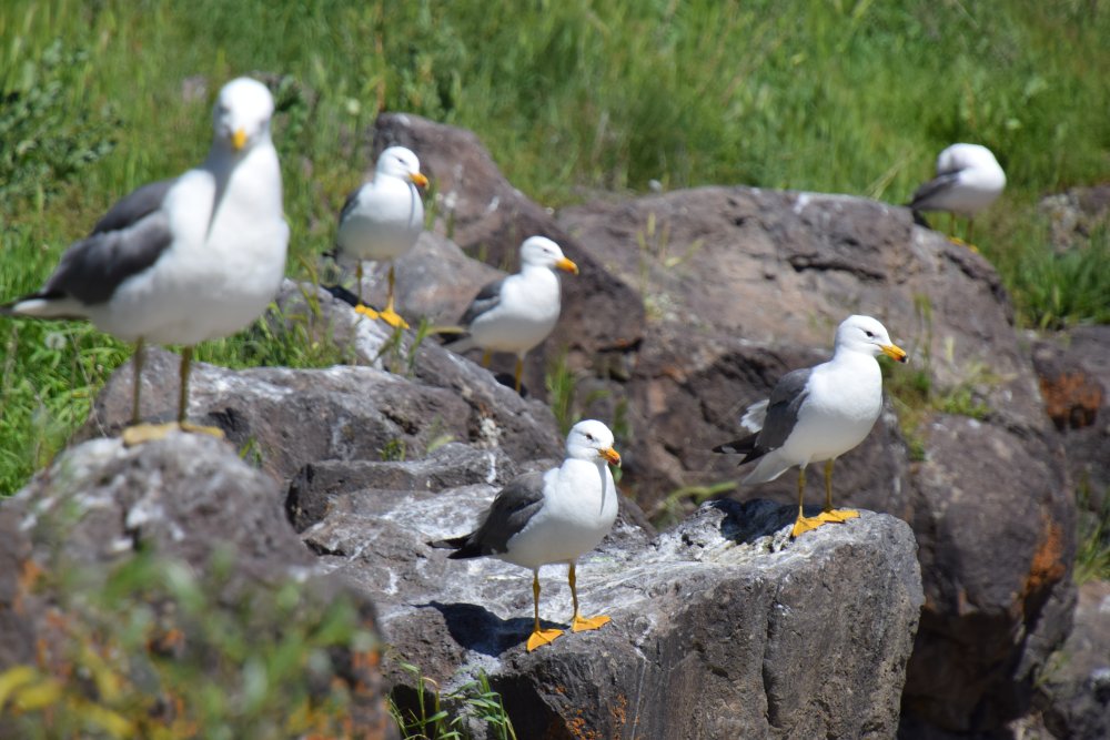 İnci kefalinin zorlu göçünü yüzlerce kişi izledi
