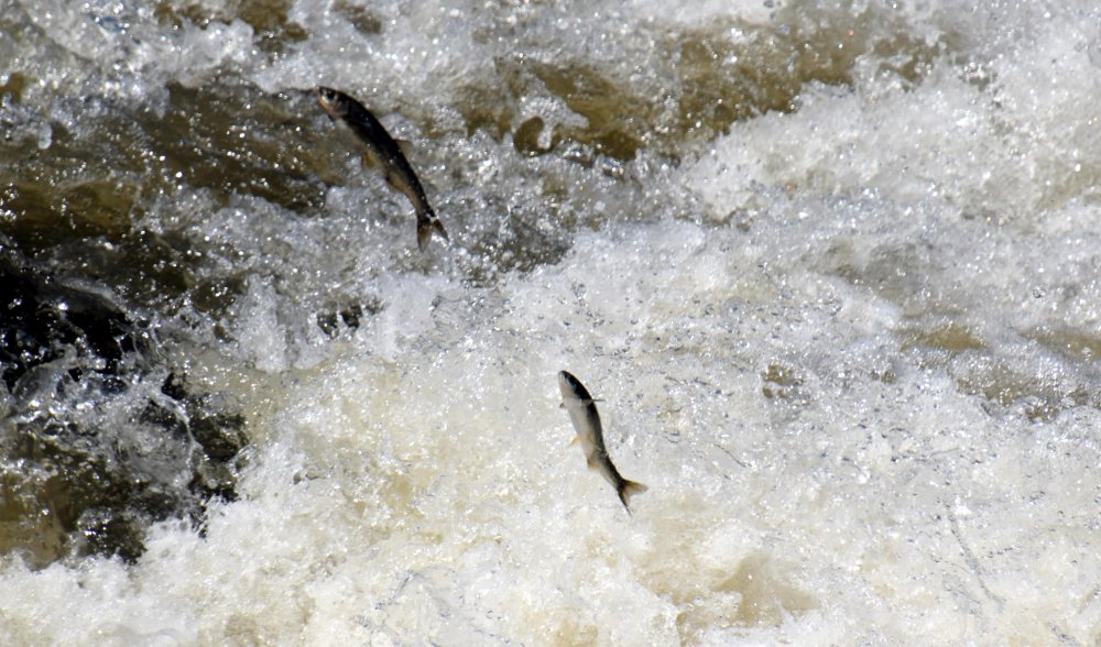 İnci kefalinin zorlu göçünü yüzlerce kişi izledi