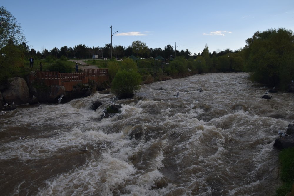 İnci kefalinin zorlu göçünü yüzlerce kişi izledi