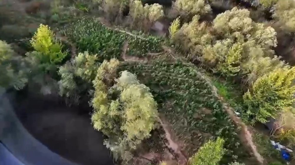 Diyarbakır’da 1 milyon 428 bin kök uyuşturucu bitkisi yakalandı