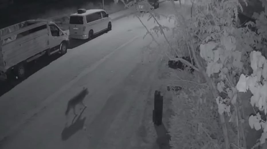 Elazığ’da aç kalan kurt, şehre indi