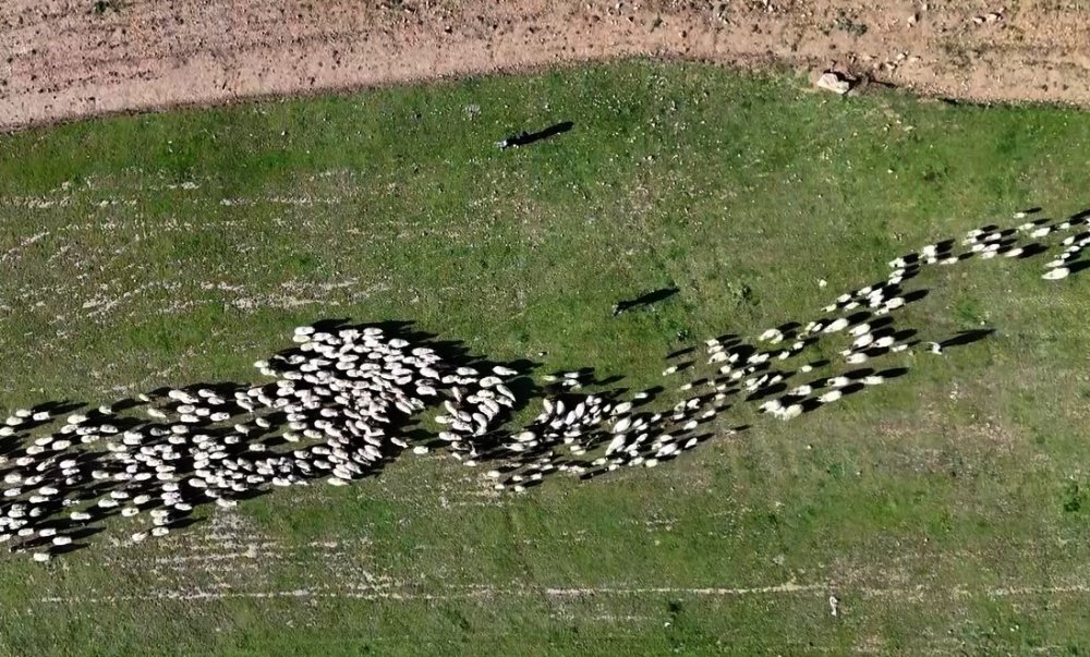 Koyun ve kuzuların buluşma anı havadan görüntülendi