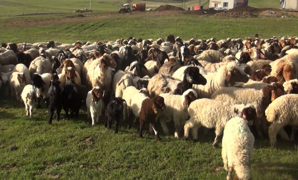 Koyun ve kuzuların buluşma anı havadan görüntülendi