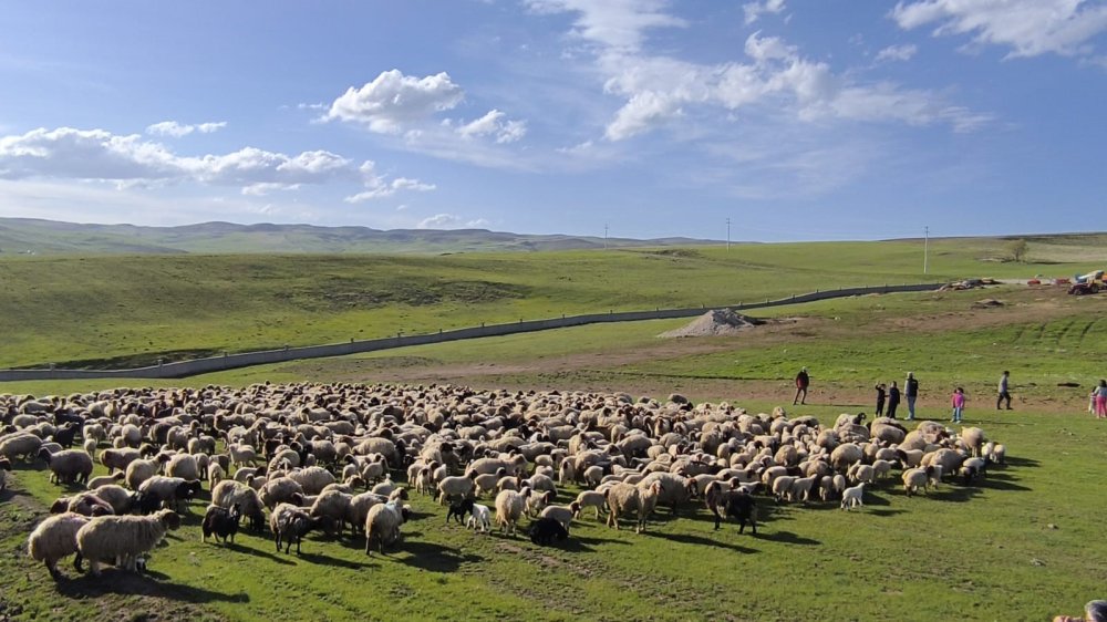 Koyun ve kuzuların buluşma anı havadan görüntülendi