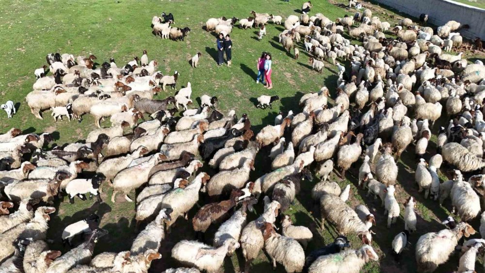 Koyun ve kuzuların buluşma anı havadan görüntülendi