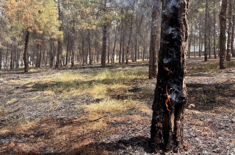 Suruç'ta ormanlık alandaki ağaçlar yandı