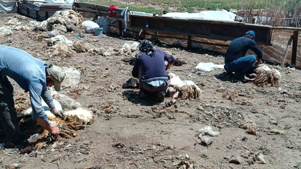 Yaylada kalan göçerler peynir üretiyor