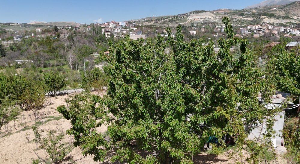 Zirai donun zarara yol açtığı Malatya’da kiraz yaprağı ümit oldu