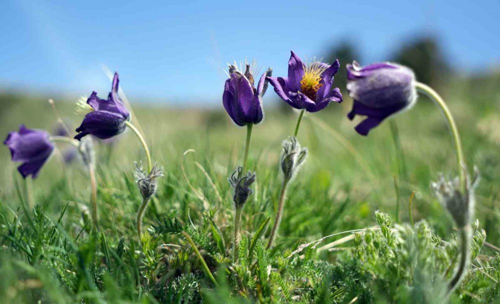 Palandöken’de Kaf ve Mor Laleler açtı