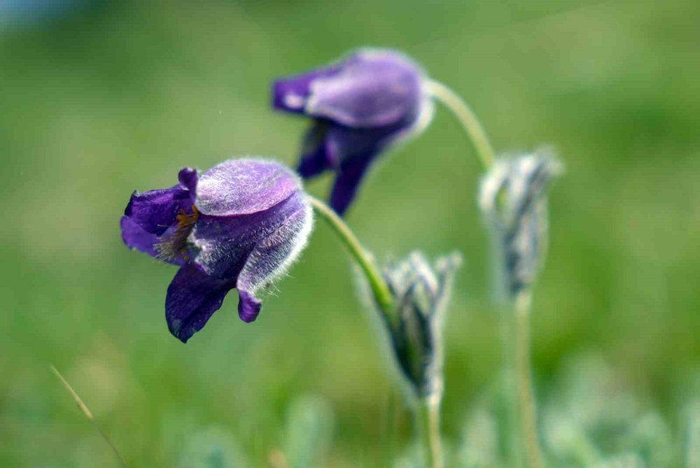 Palandöken’de Kaf ve Mor Laleler açtı