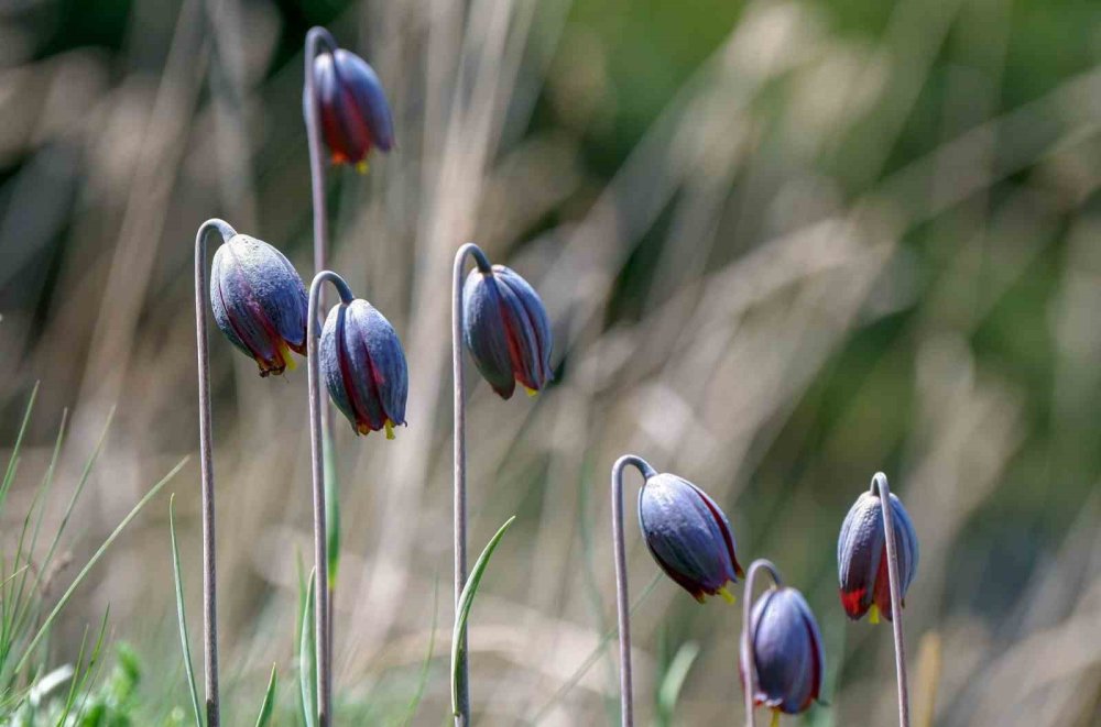 Palandöken’de Kaf ve Mor Laleler açtı