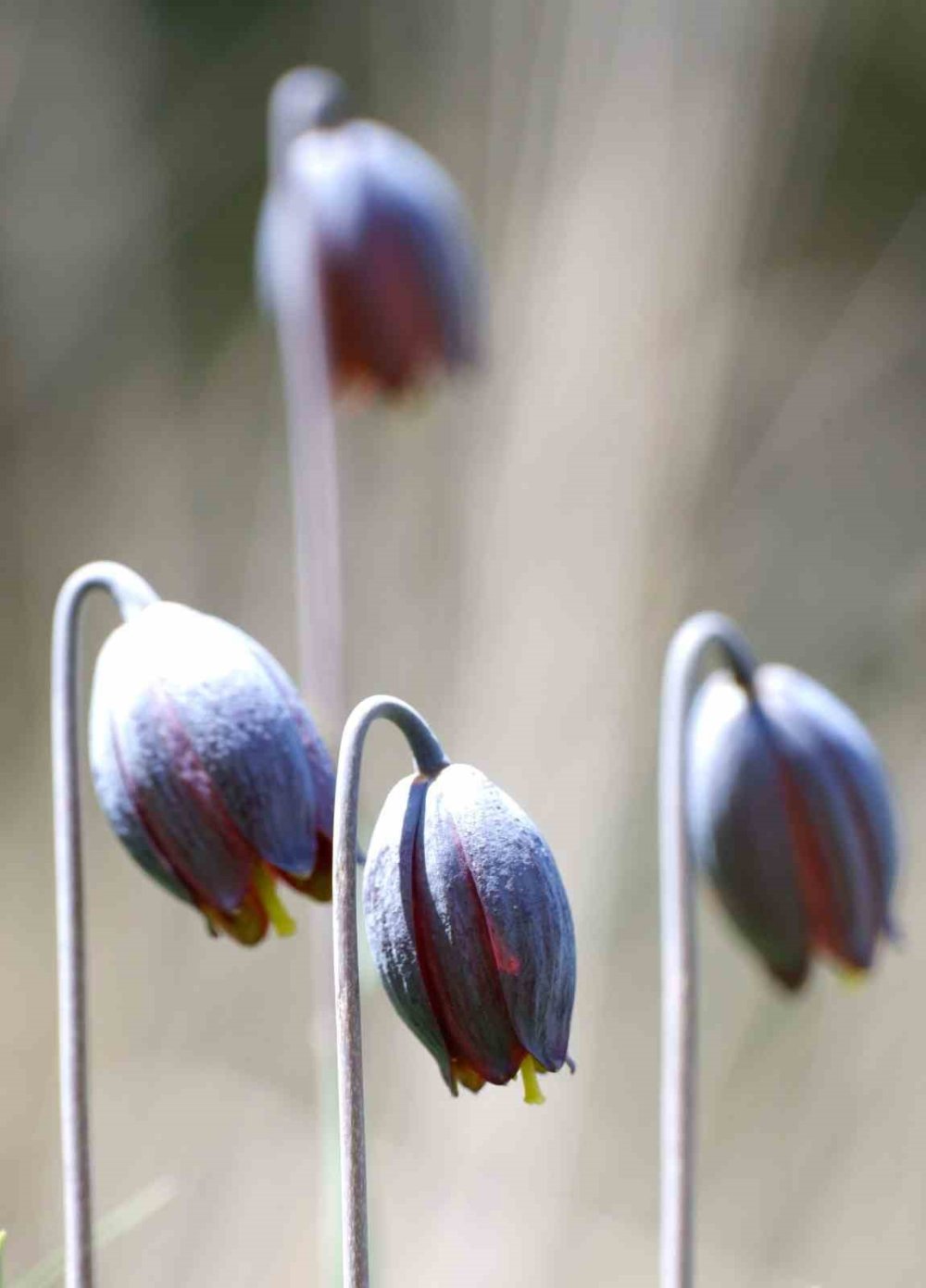 Palandöken’de Kaf ve Mor Laleler açtı