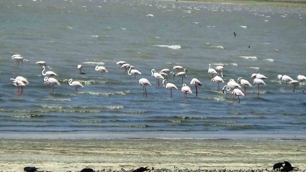 Erçek Gölü’nün narin misafirleri flamingolar gelmeye başladı