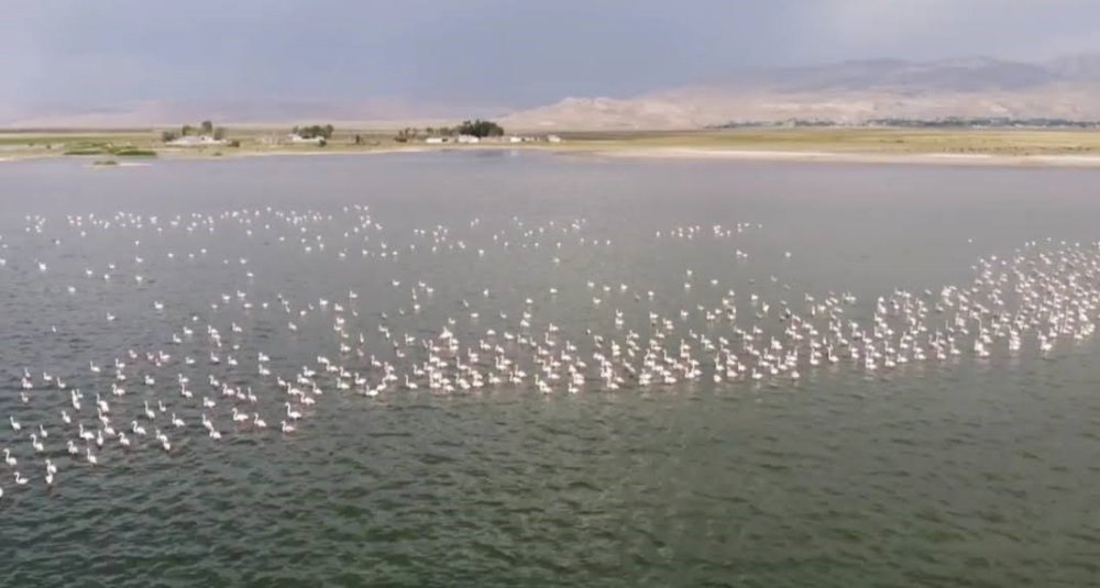 Erçek Gölü’nün narin misafirleri flamingolar gelmeye başladı