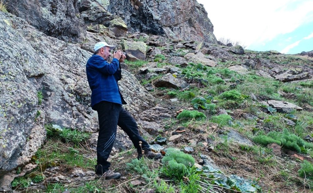 Erek Dağı’nda zehirli radde engereği görüntülendi