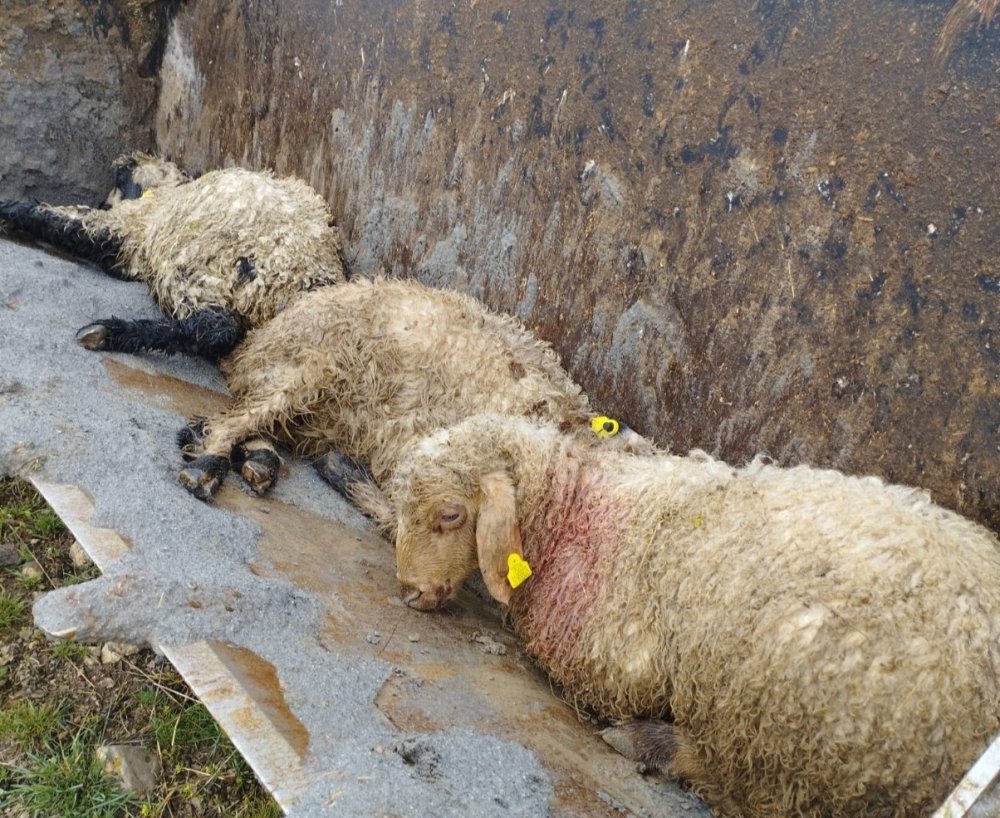 Kurt sürüsü 60 kuzuyu telef etti