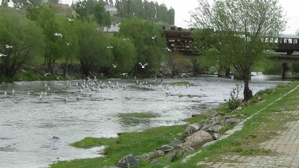 Martılardan avlarını kapma yarışı