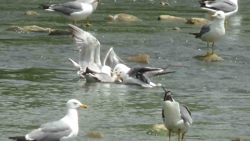 Martılardan avlarını kapma yarışı