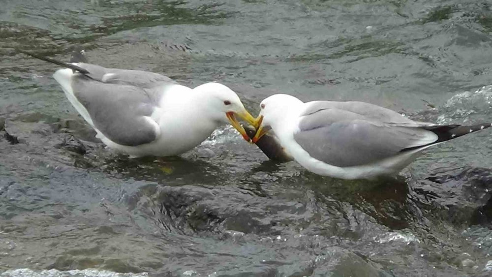 Martılardan avlarını kapma yarışı