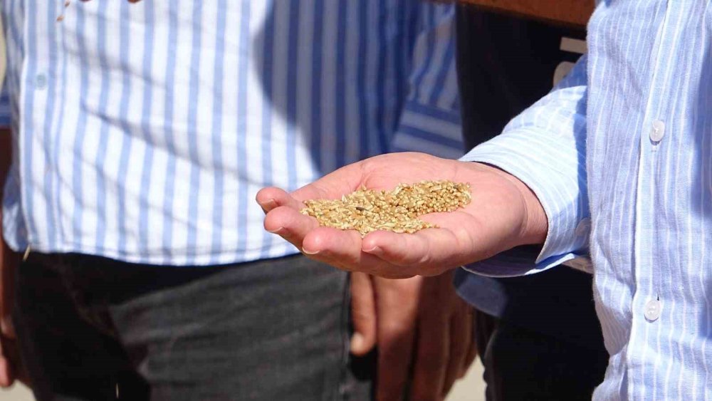 Yılın ilk buğdayı tonu 17 bin liradan satıldı