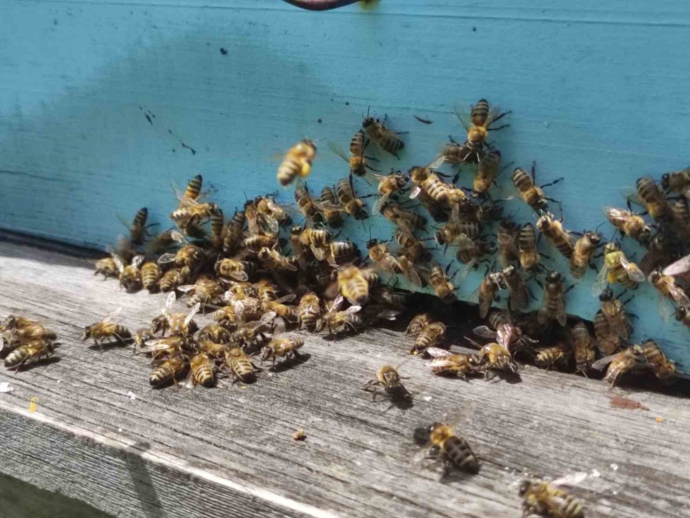 Arıcılar yeni sezona hazırlanıyor