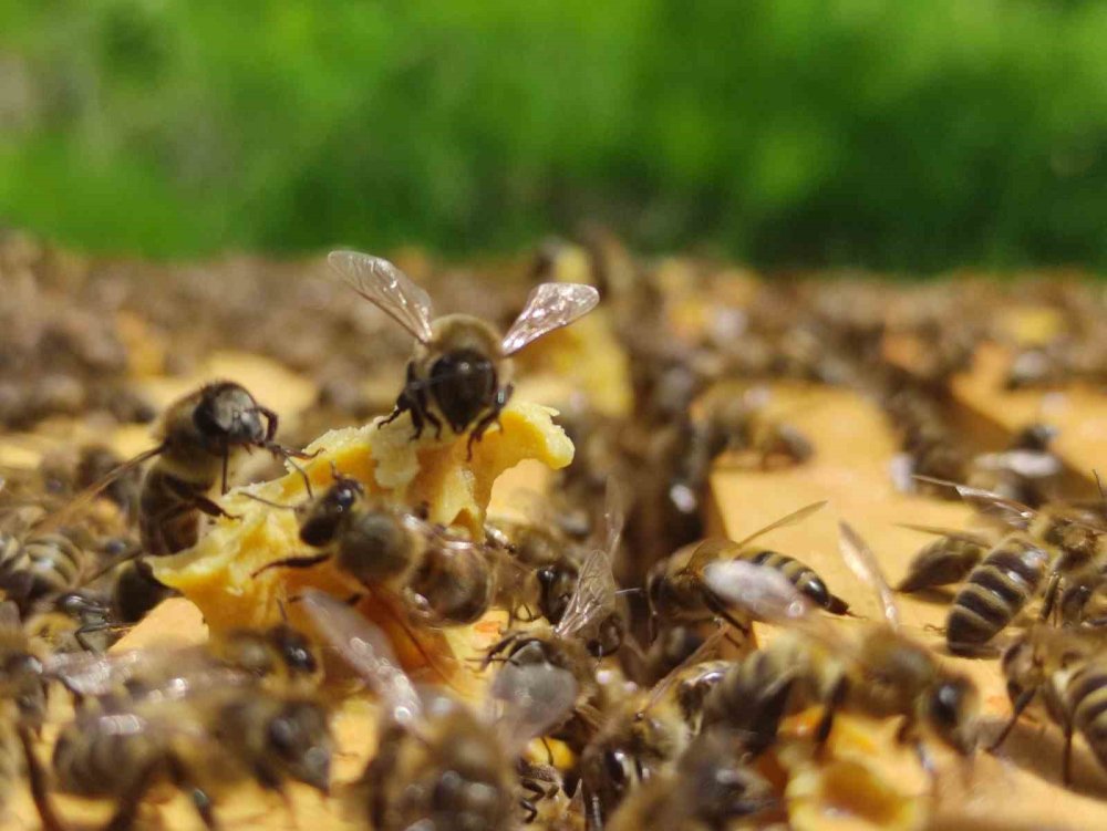 Arıcılar yeni sezona hazırlanıyor