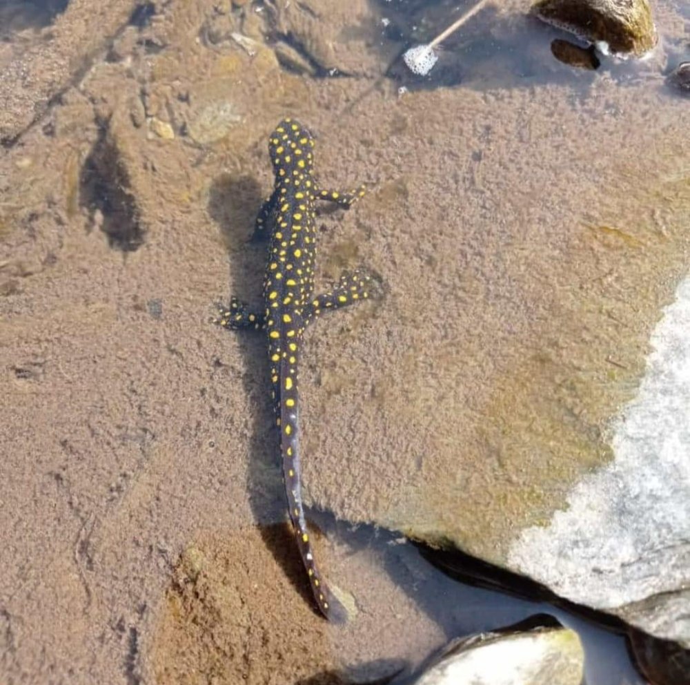 Benekli semenderler sürü halinde görüntülendi