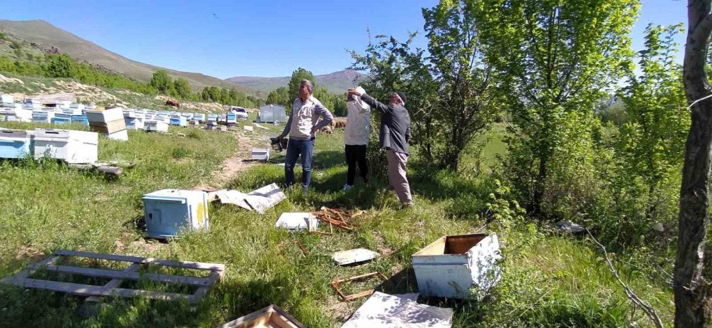 Bal avcısı ayılar ikinci kez arı kovanına saldırdı