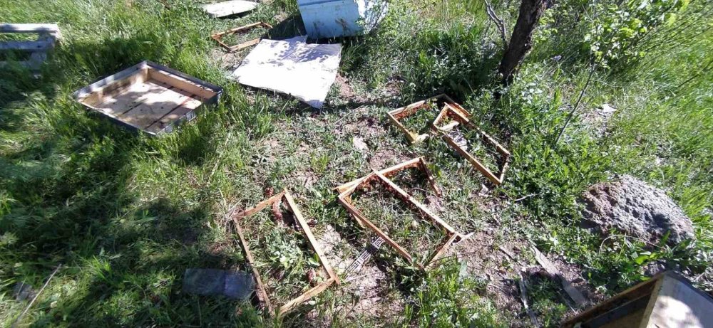Bal avcısı ayılar ikinci kez arı kovanına saldırdı