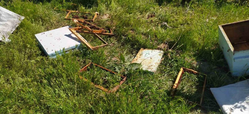 Bal avcısı ayılar ikinci kez arı kovanına saldırdı