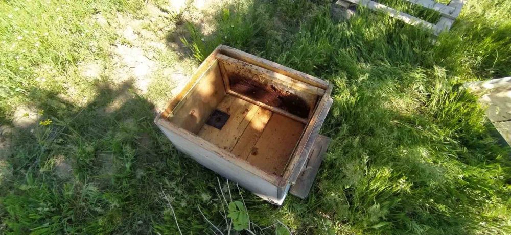 Bal avcısı ayılar ikinci kez arı kovanına saldırdı