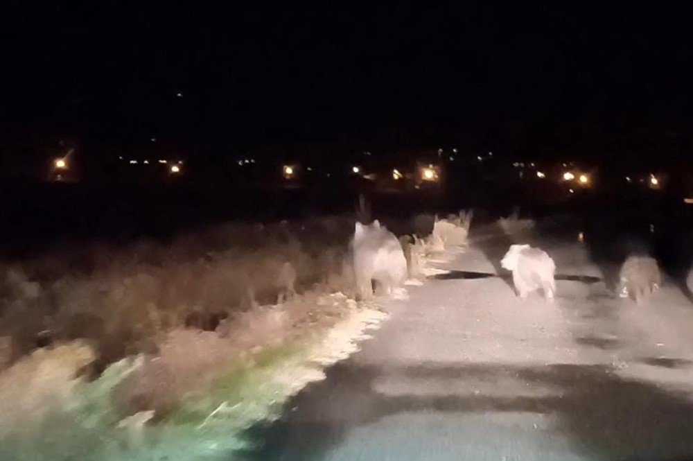 Bal avcısı ayılar ikinci kez arı kovanına saldırdı