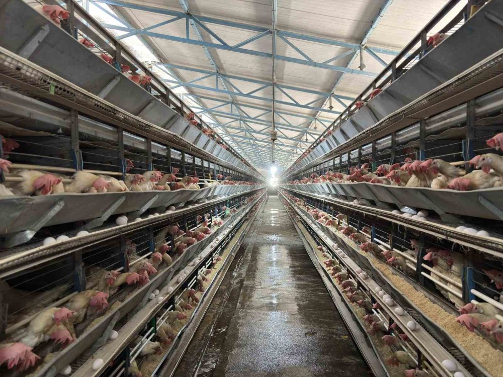 Erzincan'da yumurta tavukçuluğu sektöründe 80 bin adet tavuk bulunan işletmeye ek olarak yeni tesis geliyor