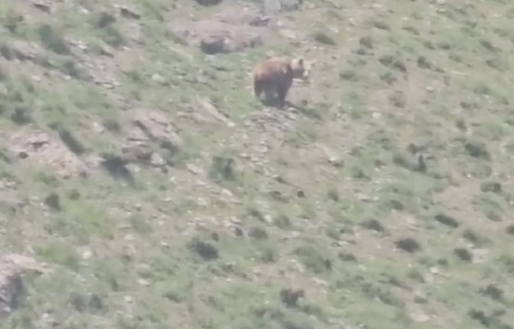 Hakkari’de anne ayı yavrularıyla görüldü