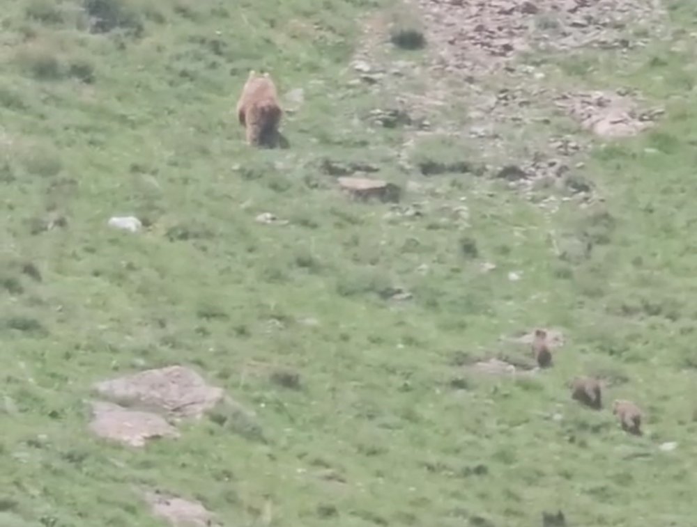 Hakkari’de anne ayı yavrularıyla görüldü