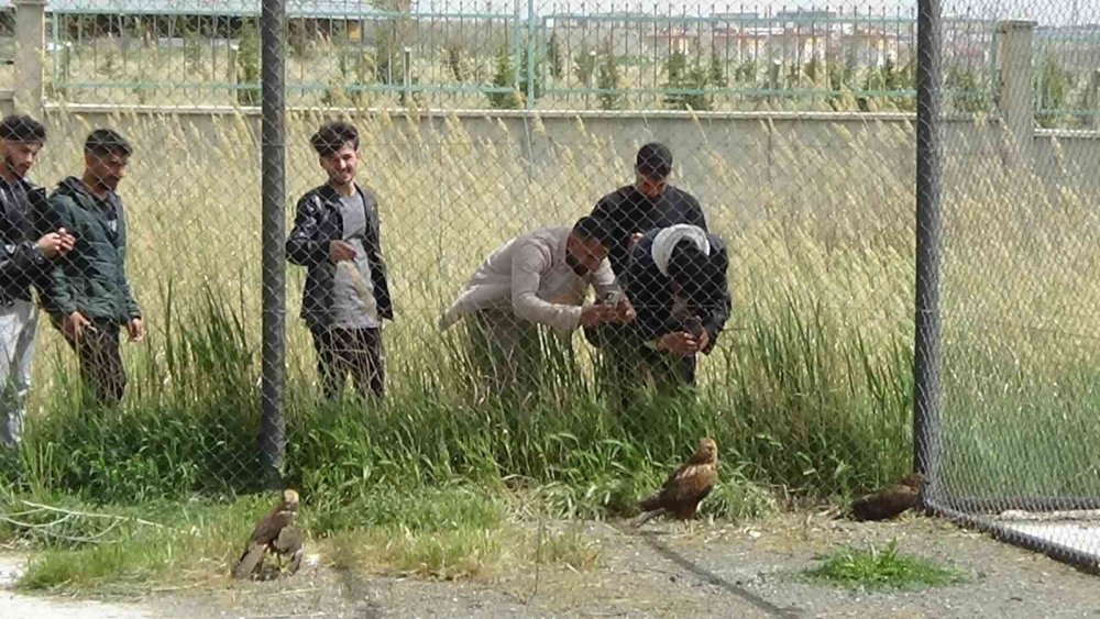 Arı şahinlerinin tedavileri Van'da devam ediyor