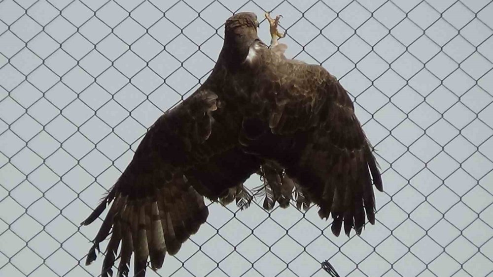 Arı şahinlerinin tedavileri Van'da devam ediyor