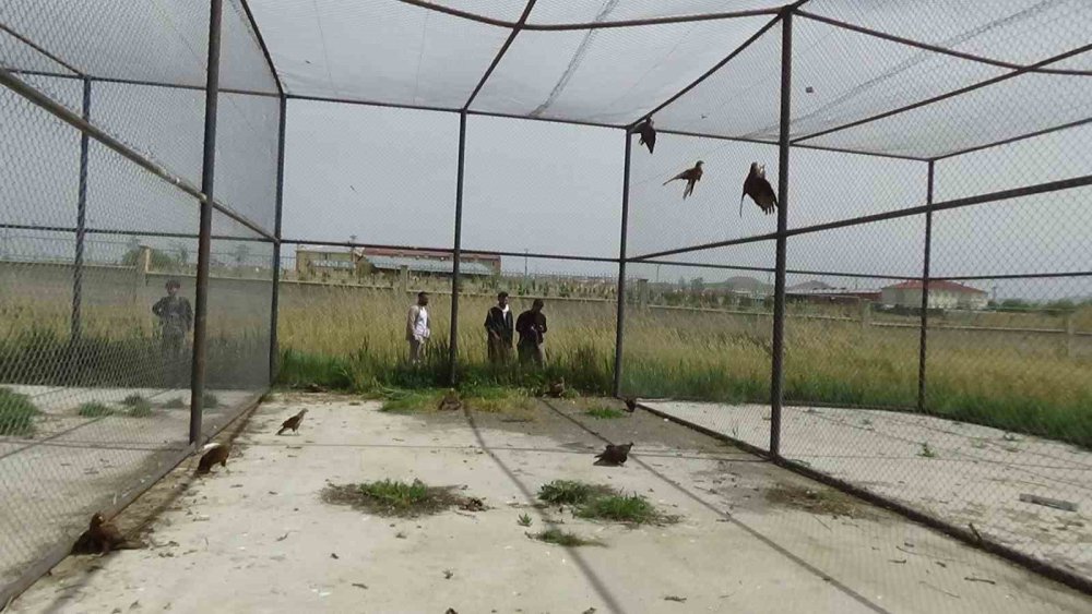 Arı şahinlerinin tedavileri Van'da devam ediyor