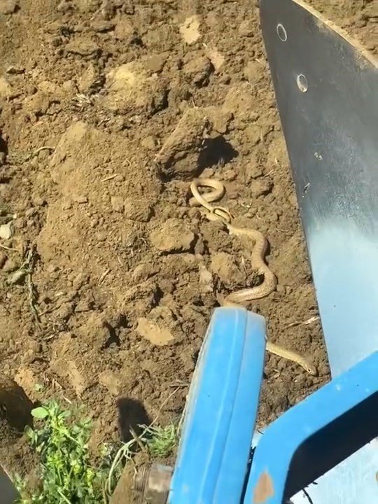 Havalar ısındı, yılanlar ortaya çıktı